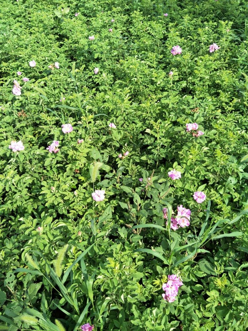 大量出售小玫瑰花