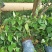 胡椒苗两节到三节根