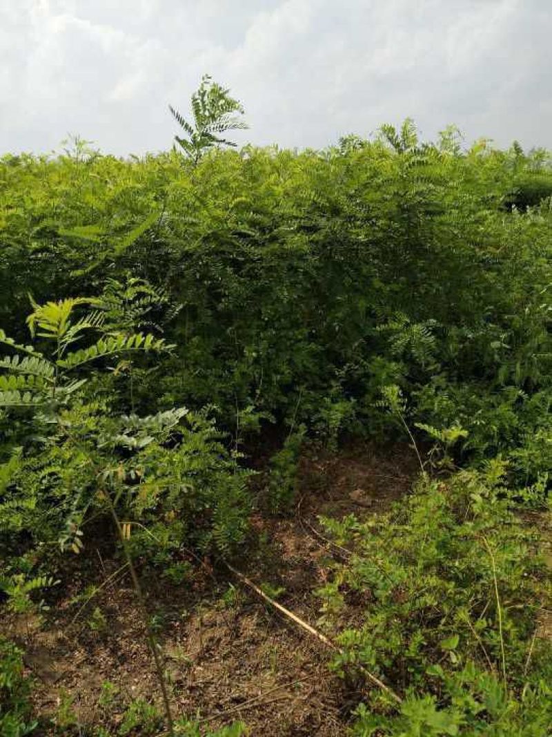 蜀桧塔柏桧柏2-4米量大