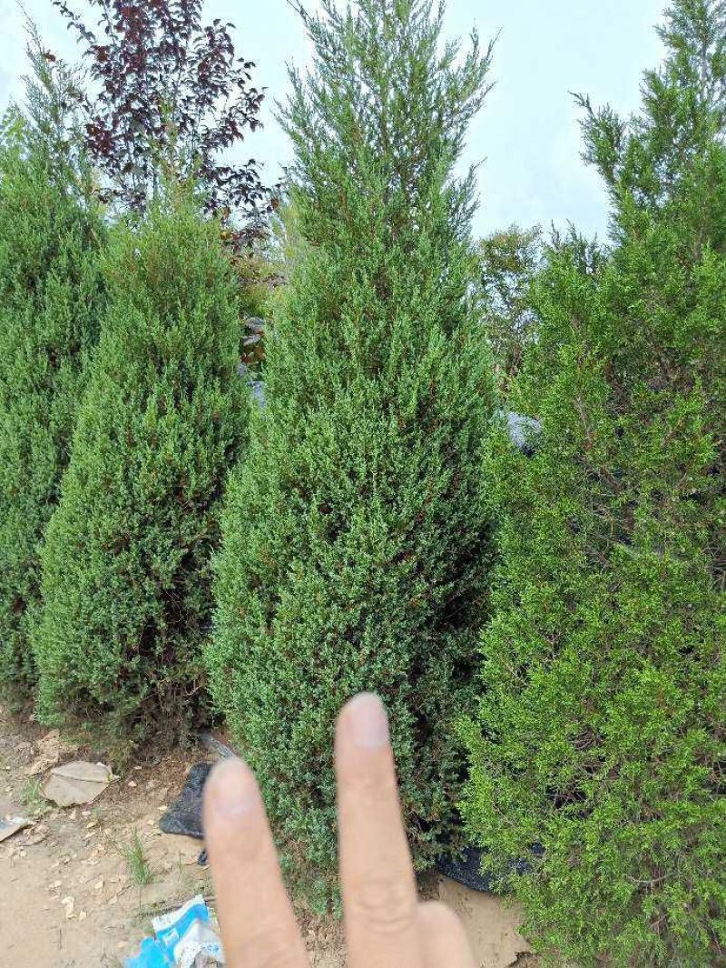 蜀桧塔柏桧柏2-4米量大