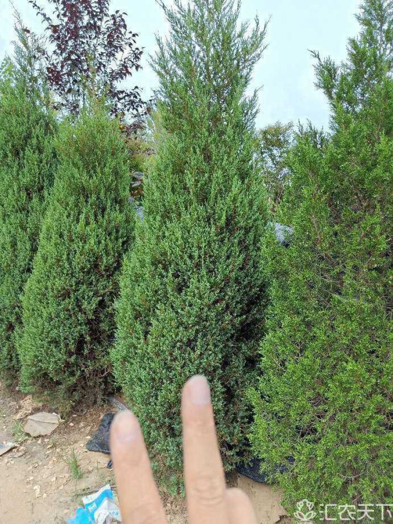 蜀桧塔柏桧柏2-4米量大