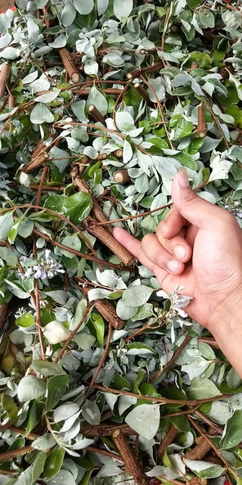 江西单叶蔓荆子枝条提供技术包回收