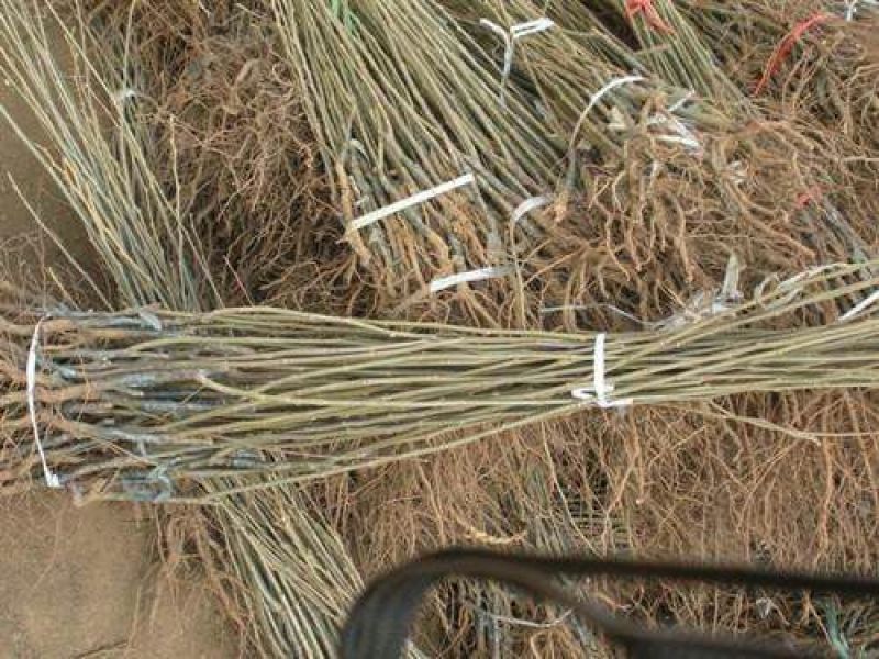 大红袍板栗树苗新品种矮化嫁接板栗苗基地直销