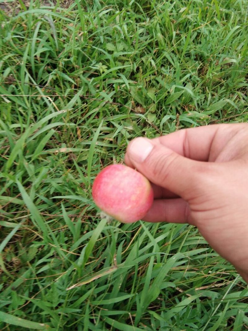 沙果，小苹果大量上市