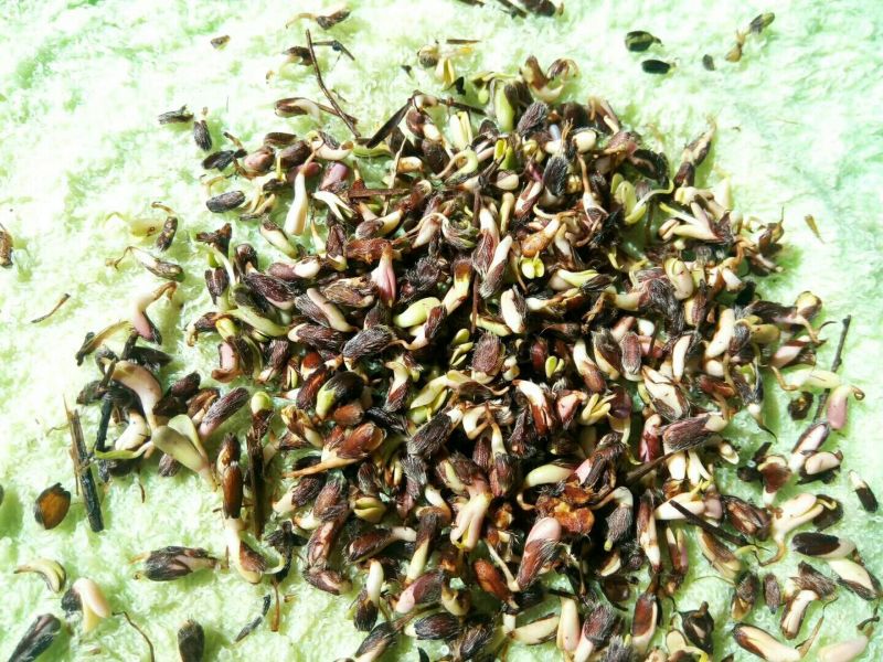 赤峰喀旗道地北苍术种子，自然成熟颗粒饱满。
