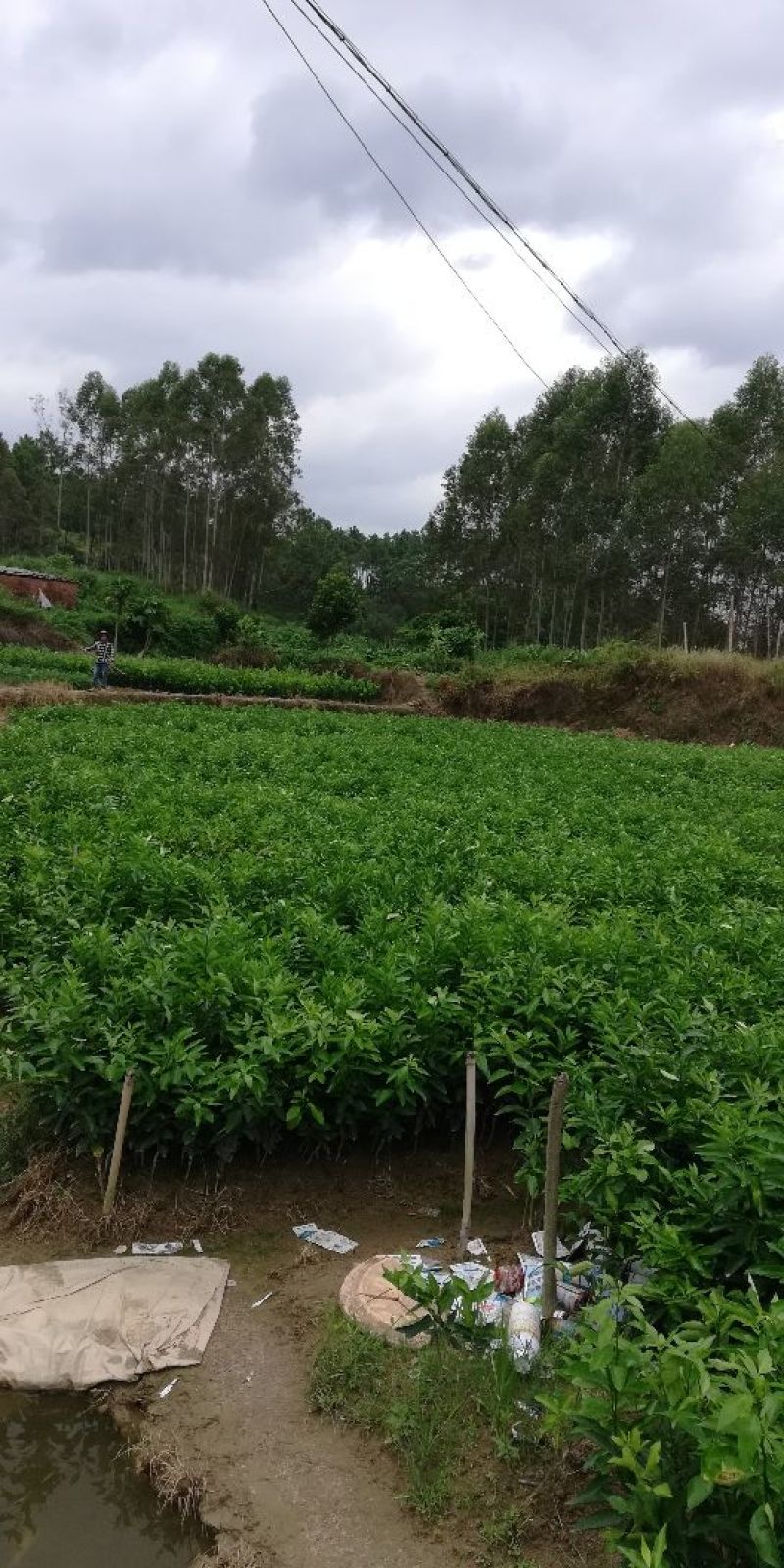 沃柑苗香橙头沃柑苗柠檬头枳壳头大叶枳壳基地一手货源
