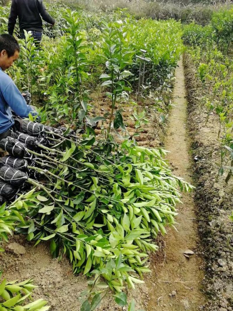 沃柑苗香橙头沃柑苗柠檬头枳壳头大叶枳壳基地一手货源