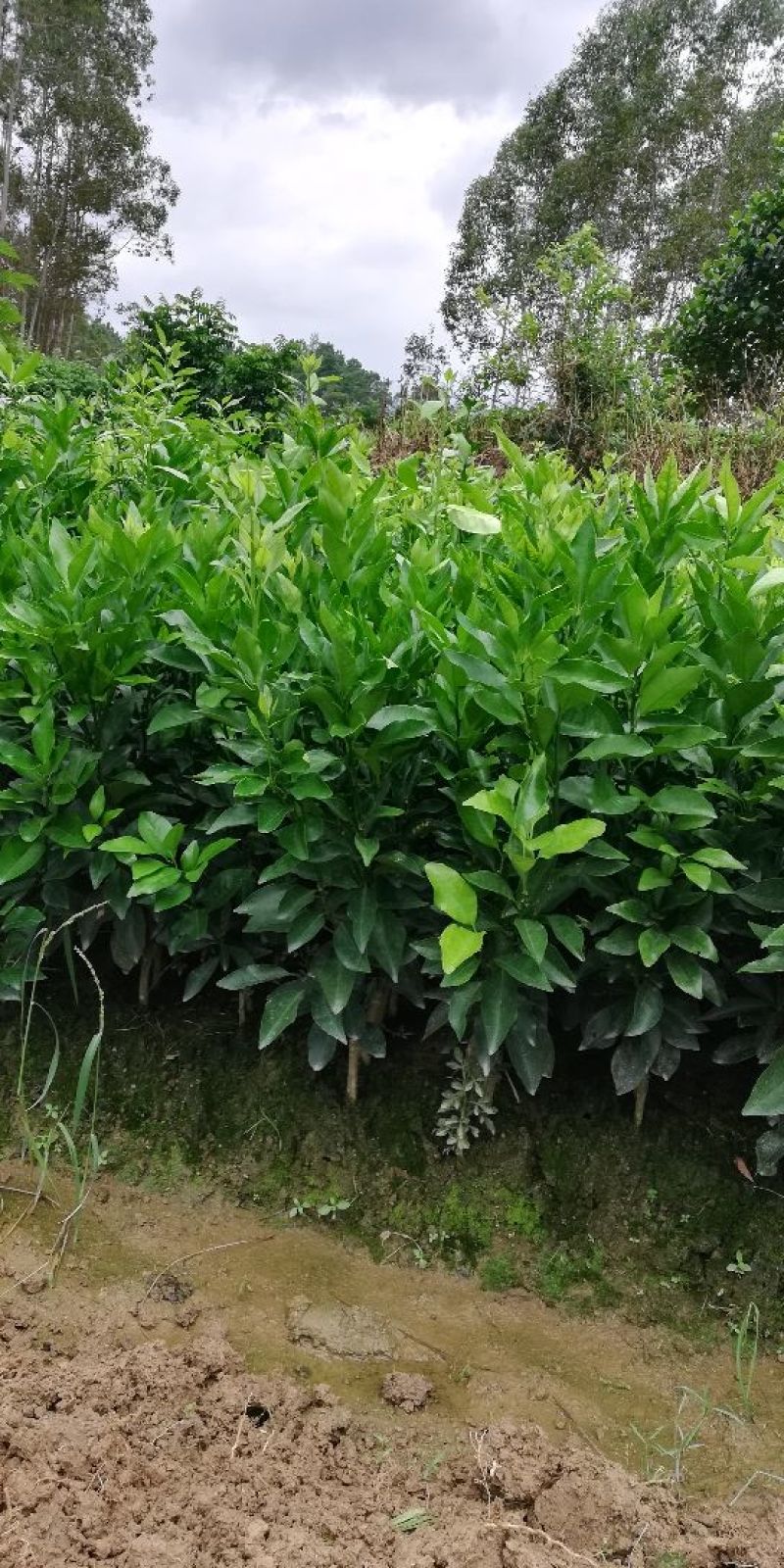 沃柑苗香橙头沃柑苗柠檬头枳壳头大叶枳壳基地一手货源