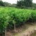 沃柑苗香橙头沃柑苗柠檬头枳壳头大叶枳壳基地一手货源