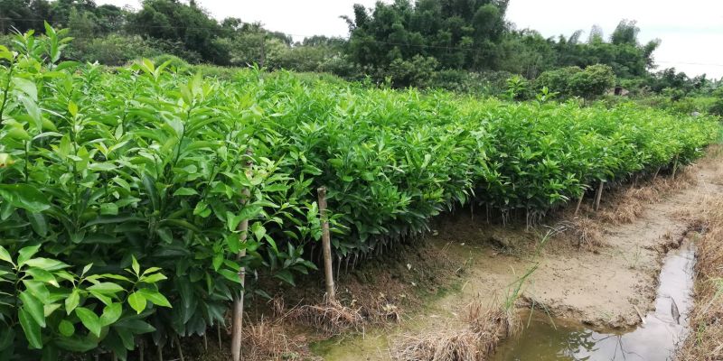 沃柑苗香橙头沃柑苗柠檬头枳壳头大叶枳壳基地一手货源