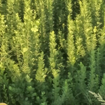冬青又大叶黄杨：，自己的苗圃，二十万苗木保障质量