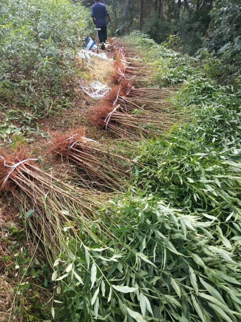 毛桃树苗，四川毛桃苗，简阳毛桃苗基地直销，桃树苗批发