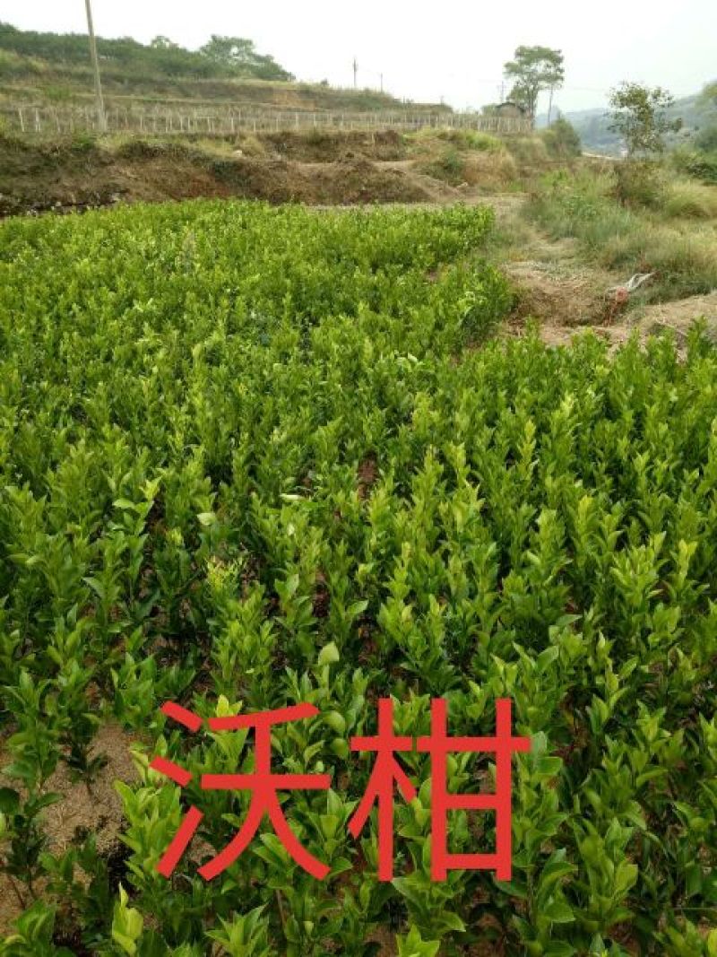 牛优质沃柑苗沃柑苗柑橘苗当年结果基地直发包技术包邮