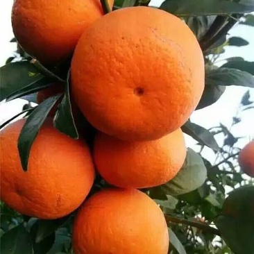 牛优质沃柑苗沃柑苗柑橘苗当年结果基地直发包技术包邮
