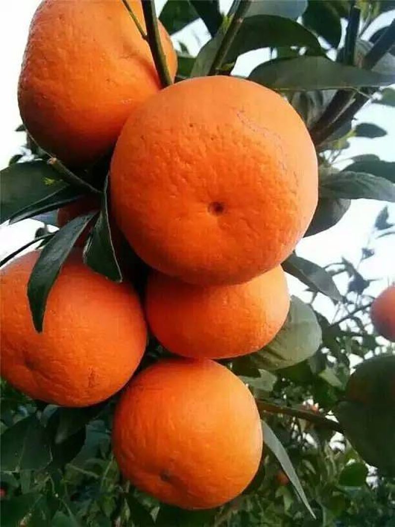 牛优质沃柑苗沃柑苗柑橘苗当年结果基地直发包技术包邮