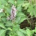 土蜂蜜2斤