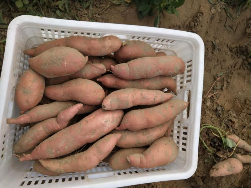 龙薯九长条型，，红皮红心，\保证质量，支持_件发货