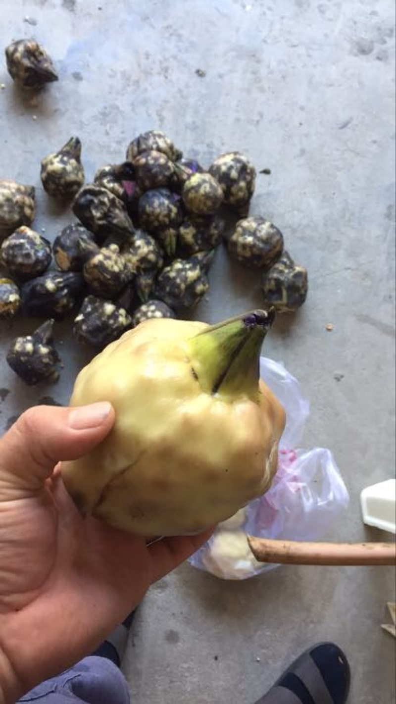 芡实米