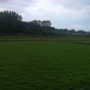 优质马尼拉