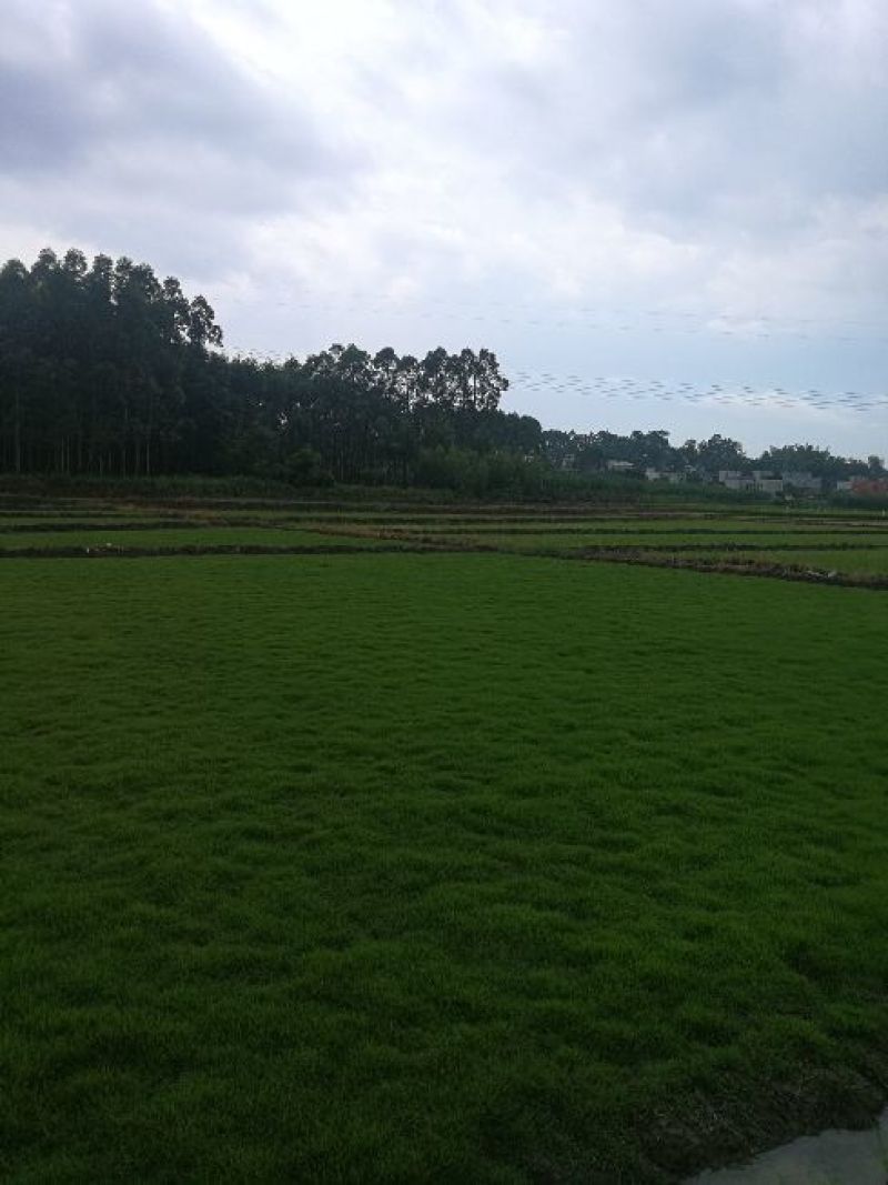 优质马尼拉