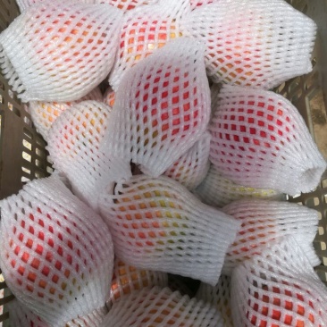 软籽石榴