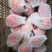 软籽石榴