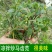 马齿笕种子，野菜马齿菜种子，马齿苋种子基地直销