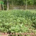 马齿笕种子，野菜马齿菜种子，马齿苋种子基地直销