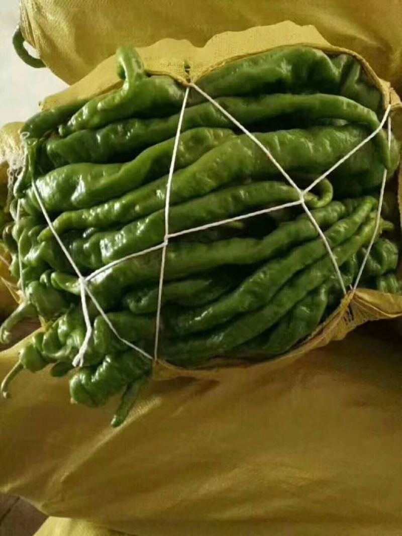 陇椒
