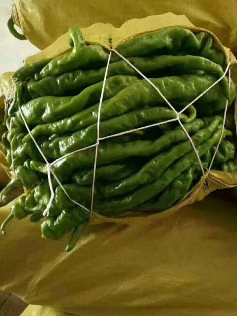 陇椒