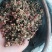 大红袍花椒三级干***********