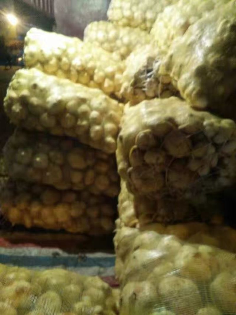 代办季节果蔬凉薯沙葛土瓜，长期供应超市档口，量大