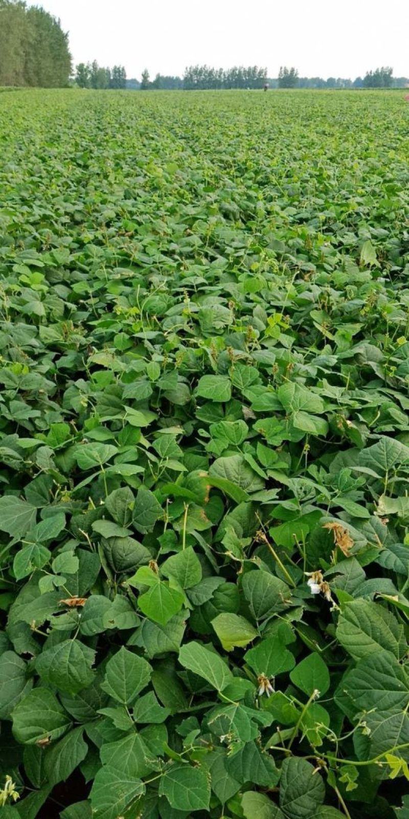 代办季节果蔬凉薯沙葛土瓜，长期供应超市档口，量大