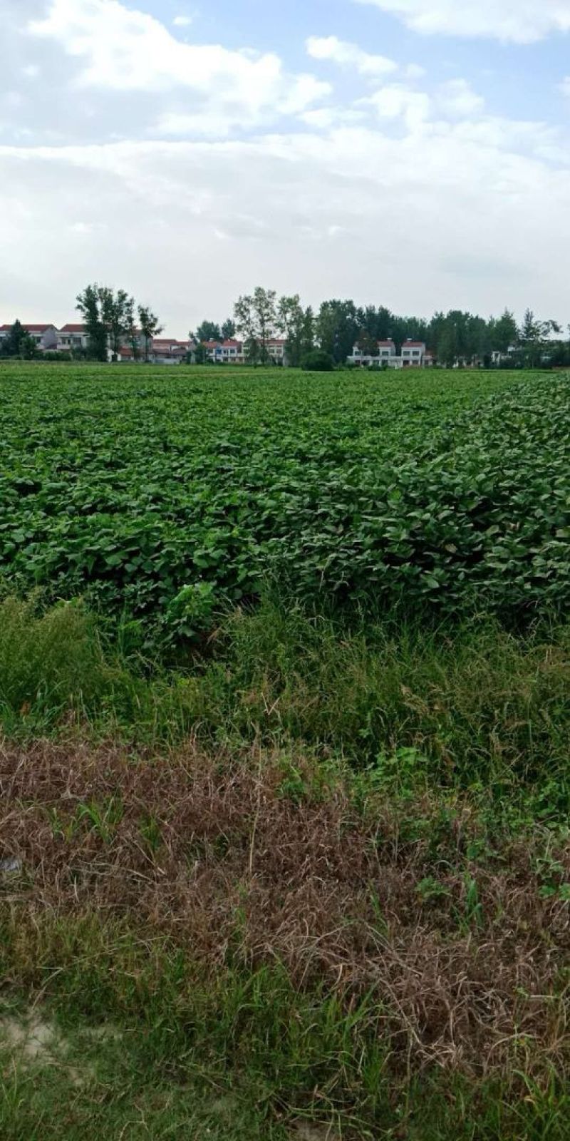 代办季节果蔬凉薯沙葛土瓜，长期供应超市档口，量大