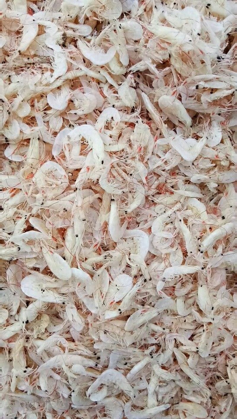 渤海湾特产，盐干虾皮