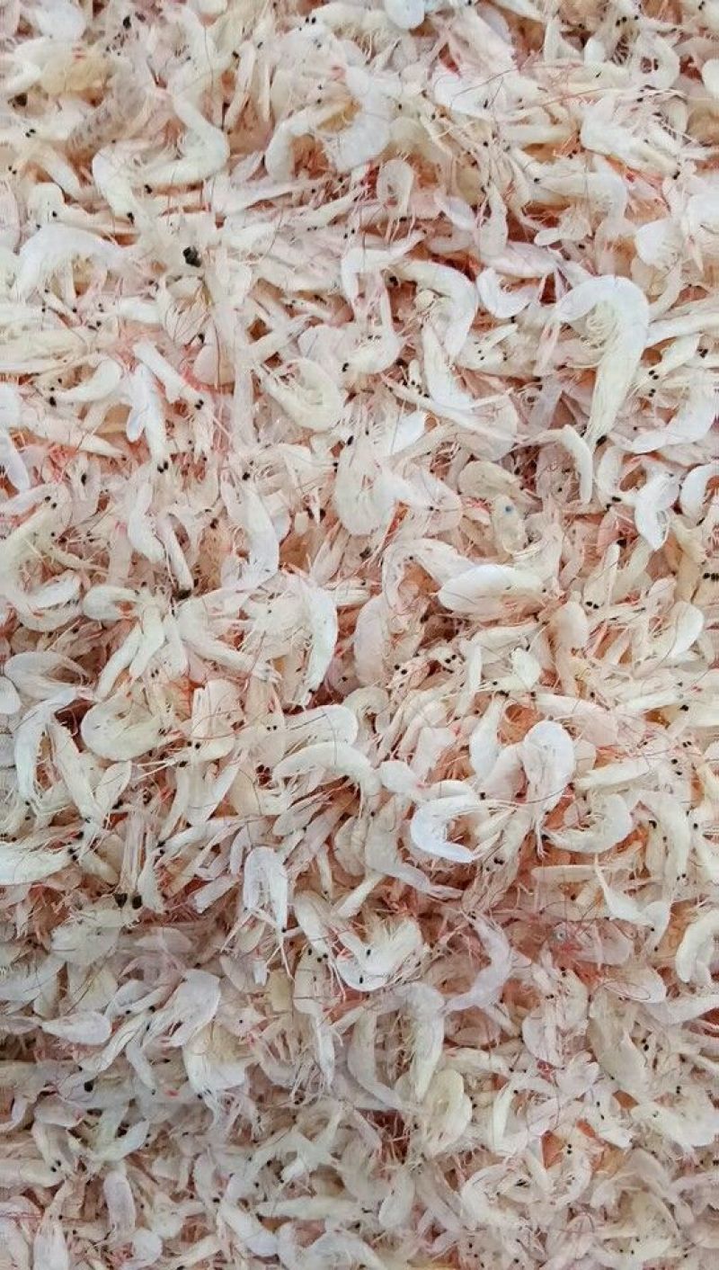 渤海湾特产，盐干虾皮