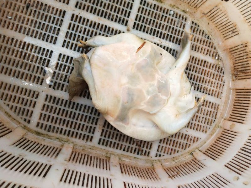 野生甲鱼