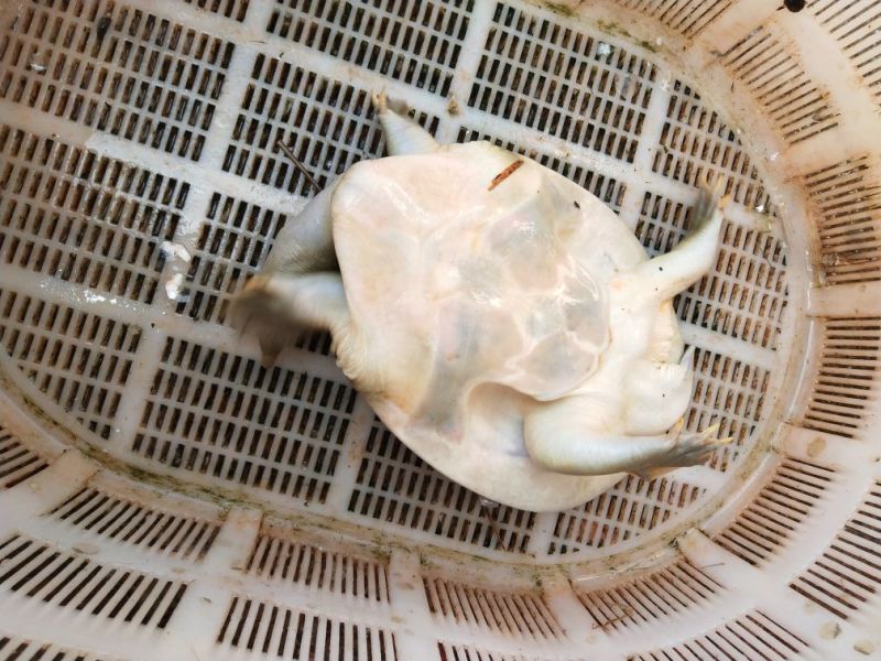 野生甲鱼