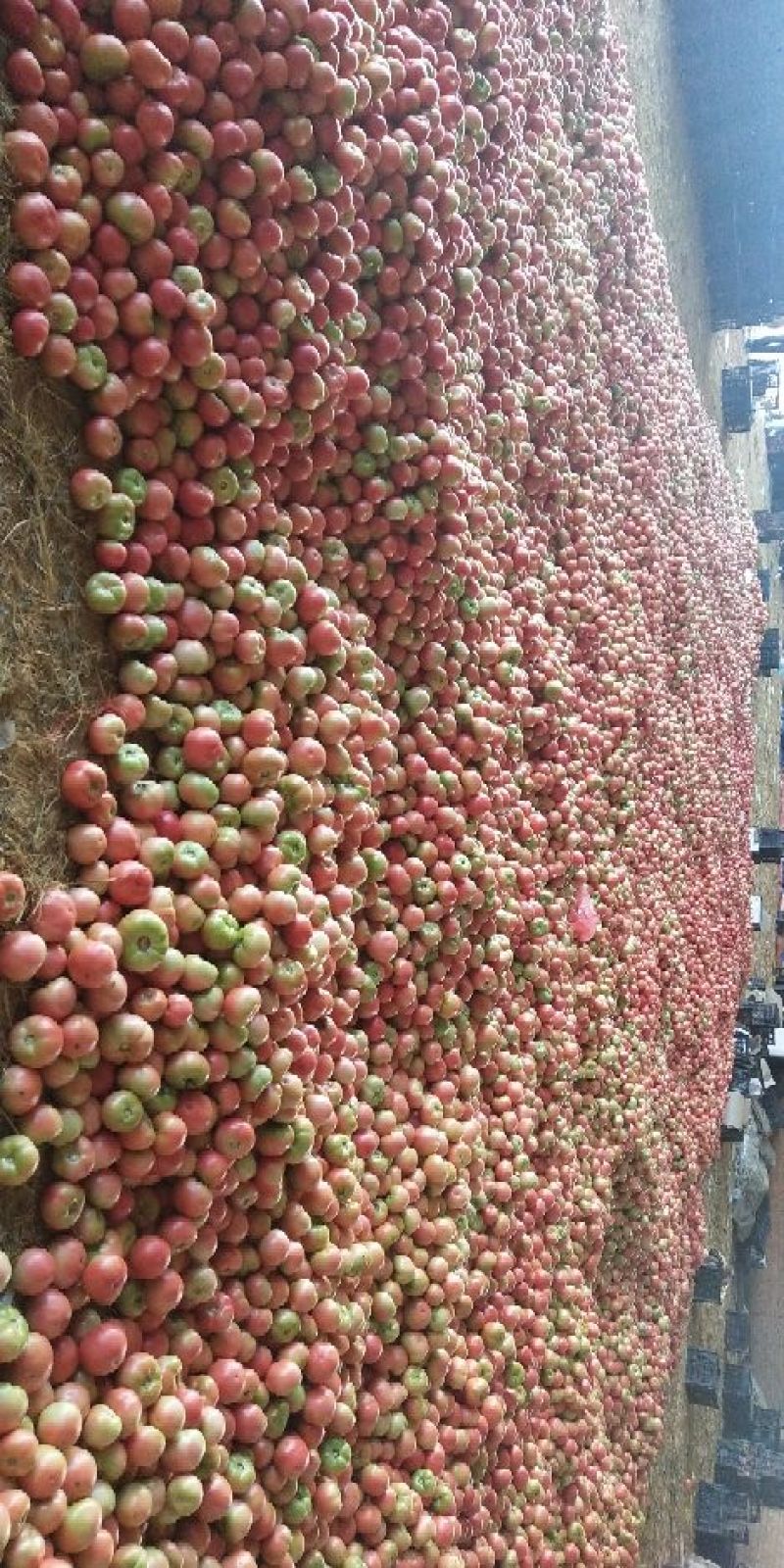 二茬硬粉西红柿🍅