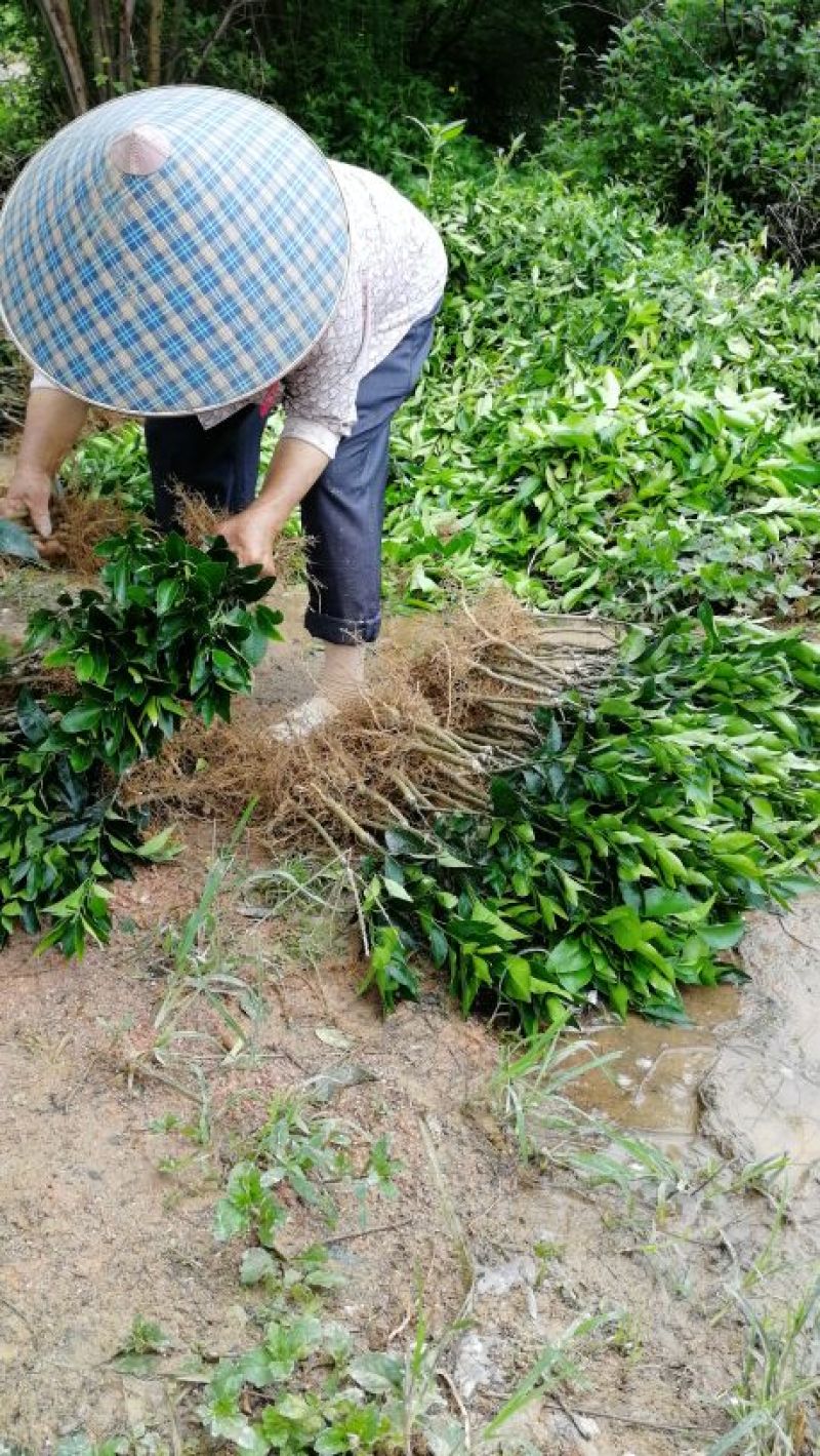 沃柑苗香橙头沃柑苗柠檬头枳壳头大叶枳壳基地一手货源