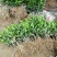 沃柑苗香橙头沃柑苗柠檬头枳壳头大叶枳壳基地一手货源