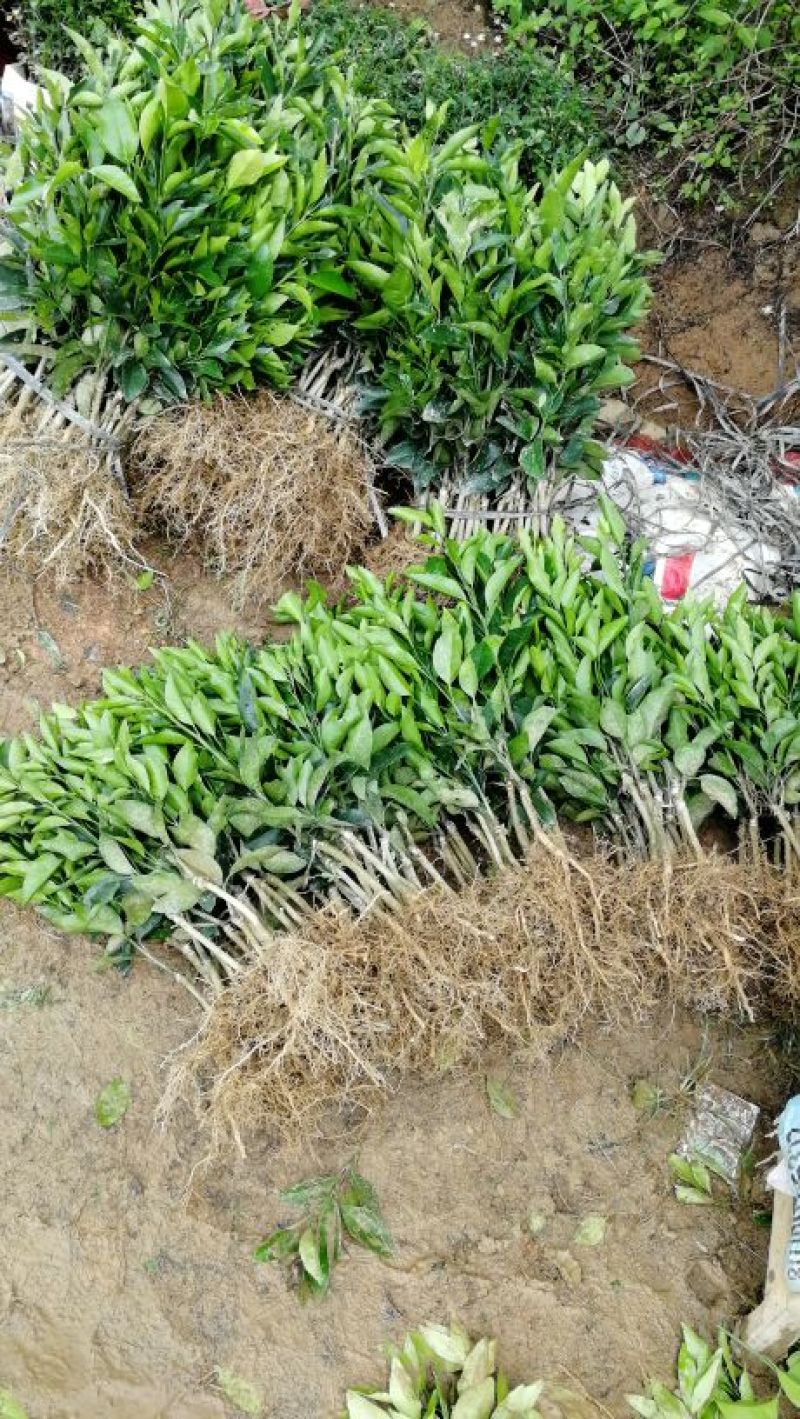 沃柑苗香橙头沃柑苗柠檬头枳壳头大叶枳壳基地一手货源