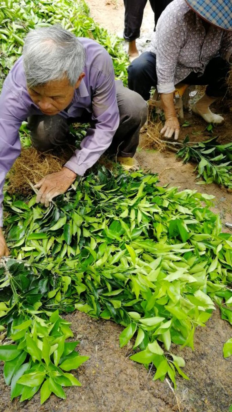 沃柑苗香橙头沃柑苗柠檬头枳壳头大叶枳壳基地一手货源