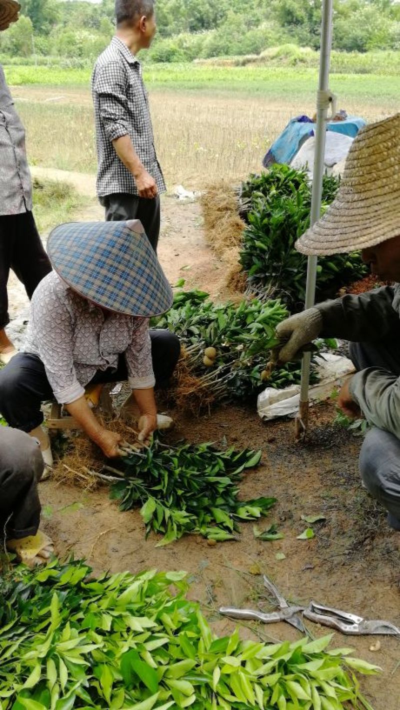 沃柑苗香橙头沃柑苗柠檬头枳壳头大叶枳壳基地一手货源