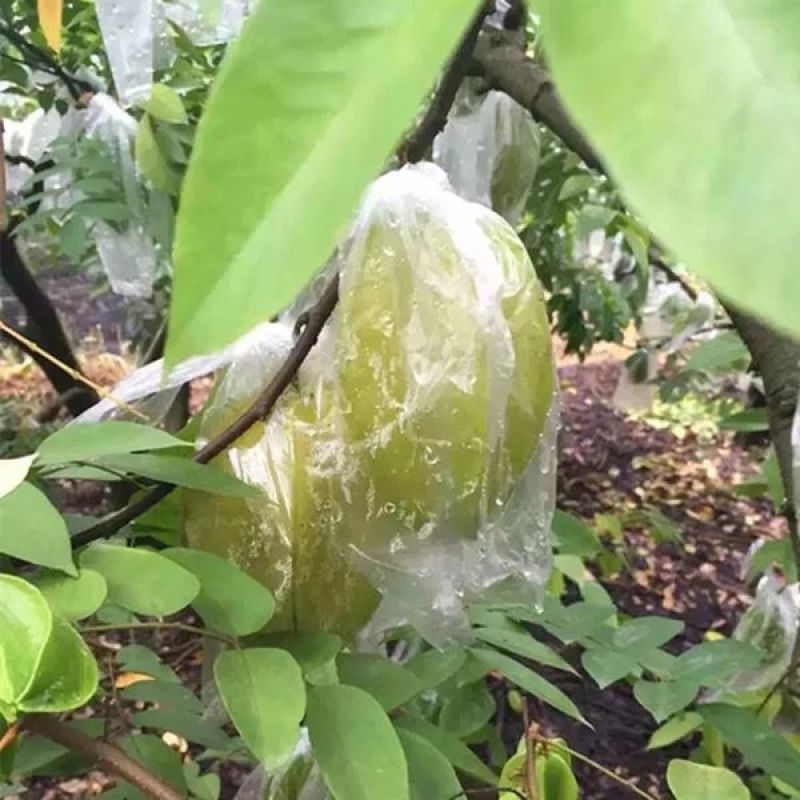 杨桃苗台湾红杨桃果大超甜泰国甜杨桃四季杨桃