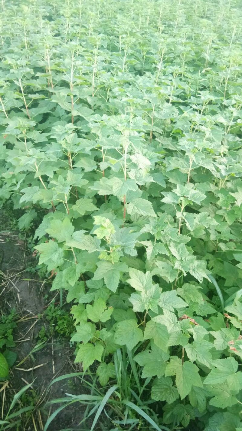 黑加伦苗
