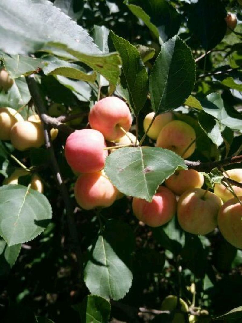 沙果小苹果现大量上市自然成熟口感清脆原产地直供代收代发