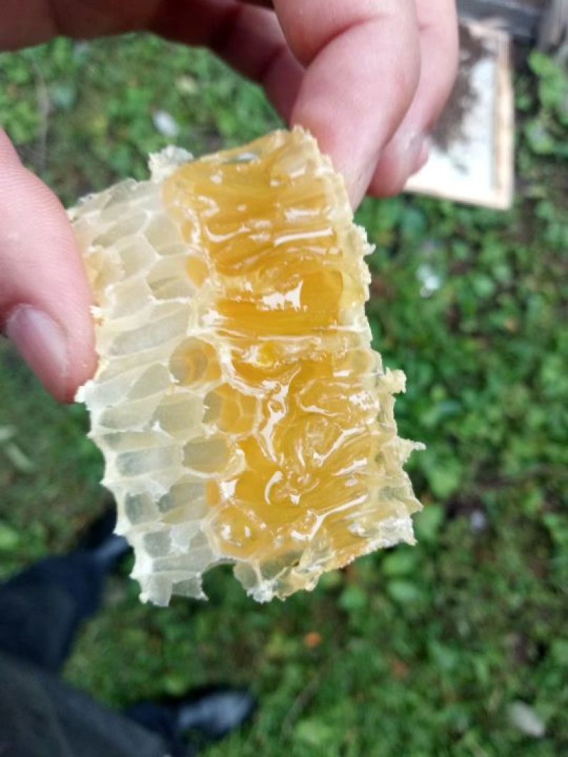 土蜂蜜