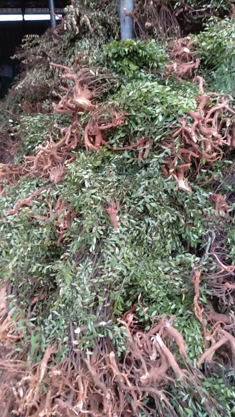 了哥王，30吨供应，各个规格有货