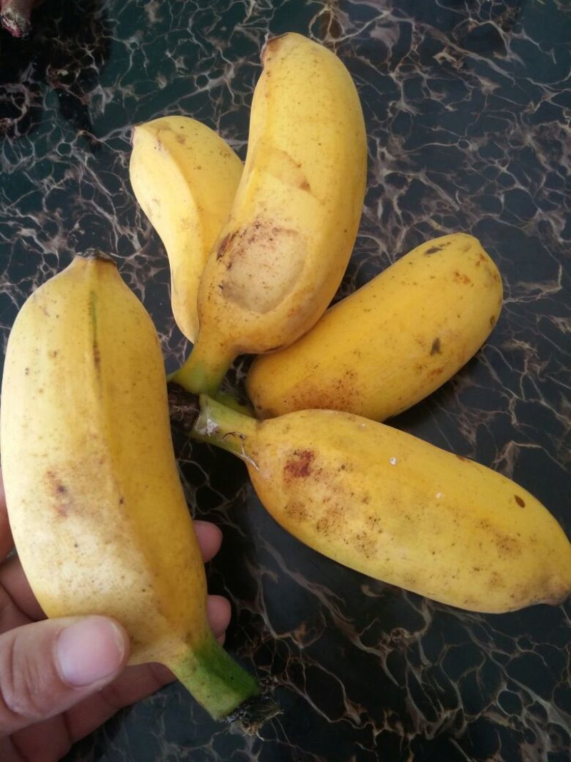 广西小米蕉新鲜香蕉当季水果小芭蕉苹果蕉粉蕉现摘现发包邮